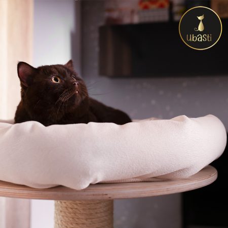 Gornja ploča mačjeg stabla