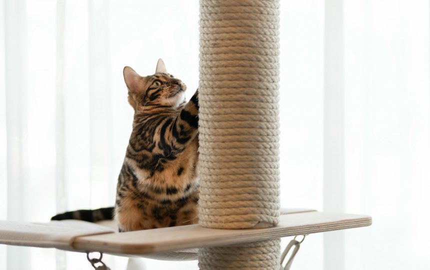 wmc-cat-gal1-03