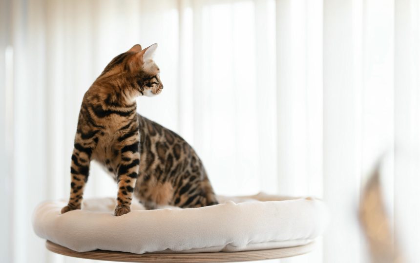 wmc-cat-gal1-05