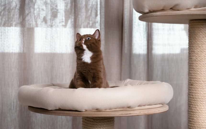 wmc-cat-gal2-08