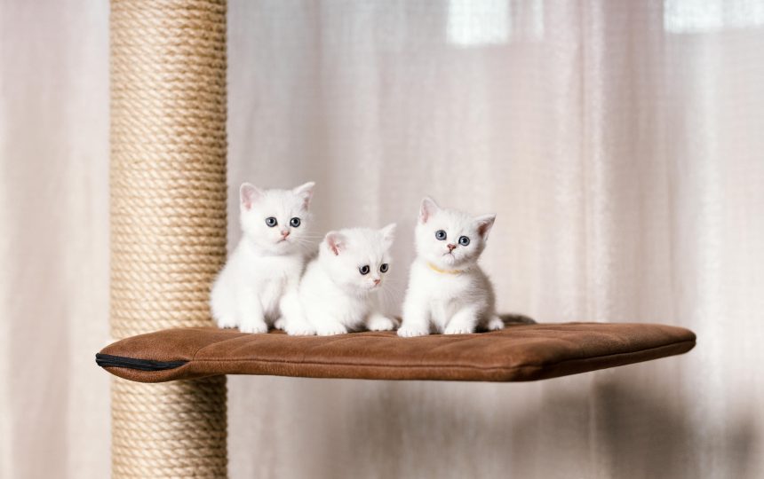 wmc-cat-gal2-12