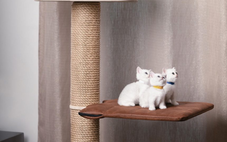 wmc-cat-gal2-13