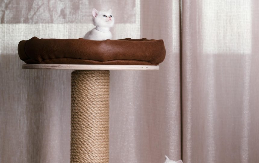 wmc-cat-gal2-14