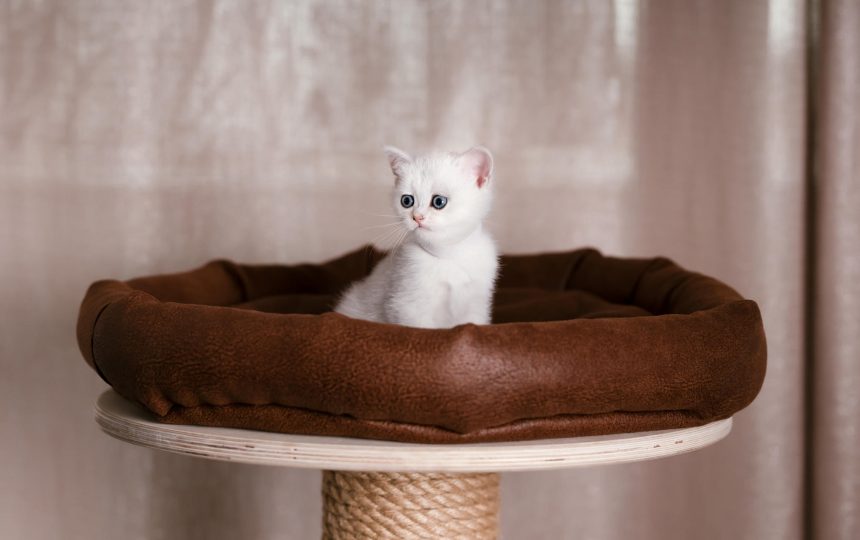 wmc-cat-gal2-15