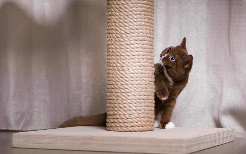 wmc-cat-gal2-19