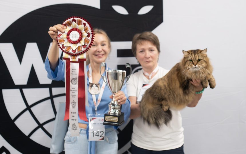 wmc-catshow-04