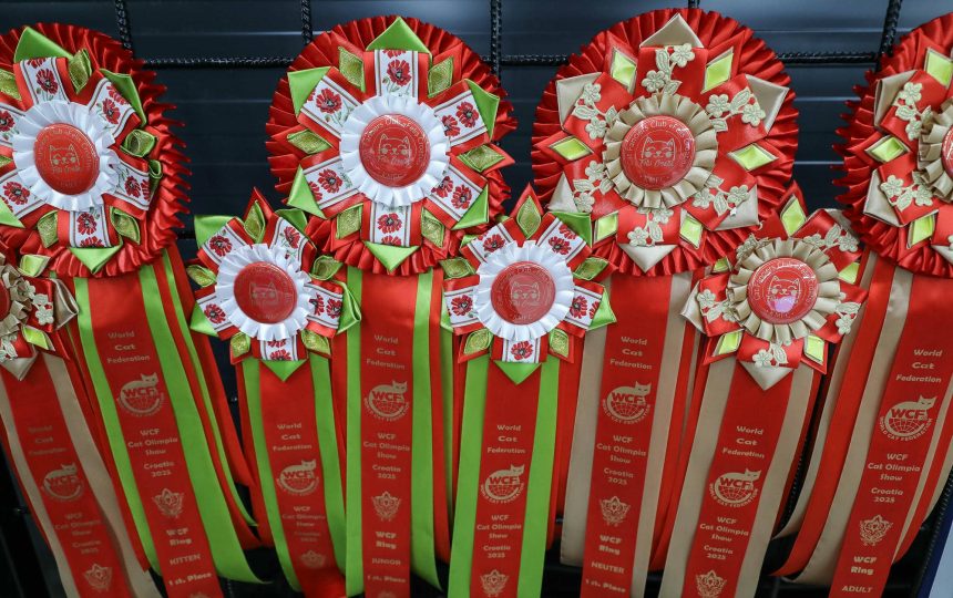 wmc-catshow-59
