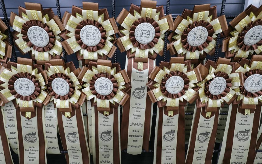 wmc-catshow-62