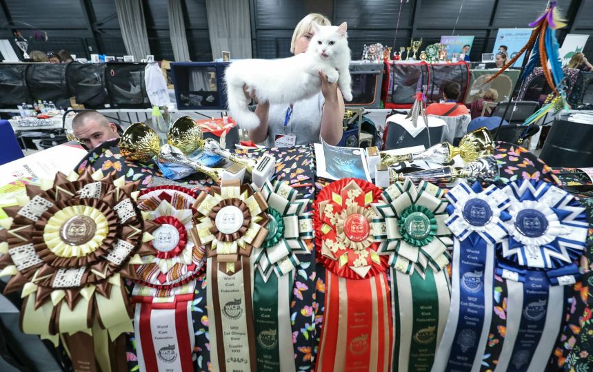wmc-catshow-80
